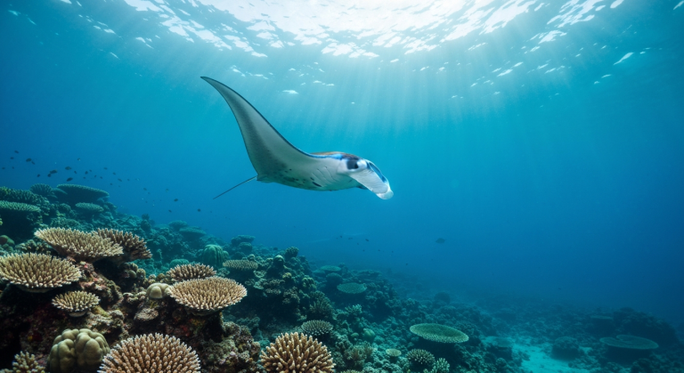Liveaboard vs Day Trip: Choosing Your Komodo Snorkeling Experience